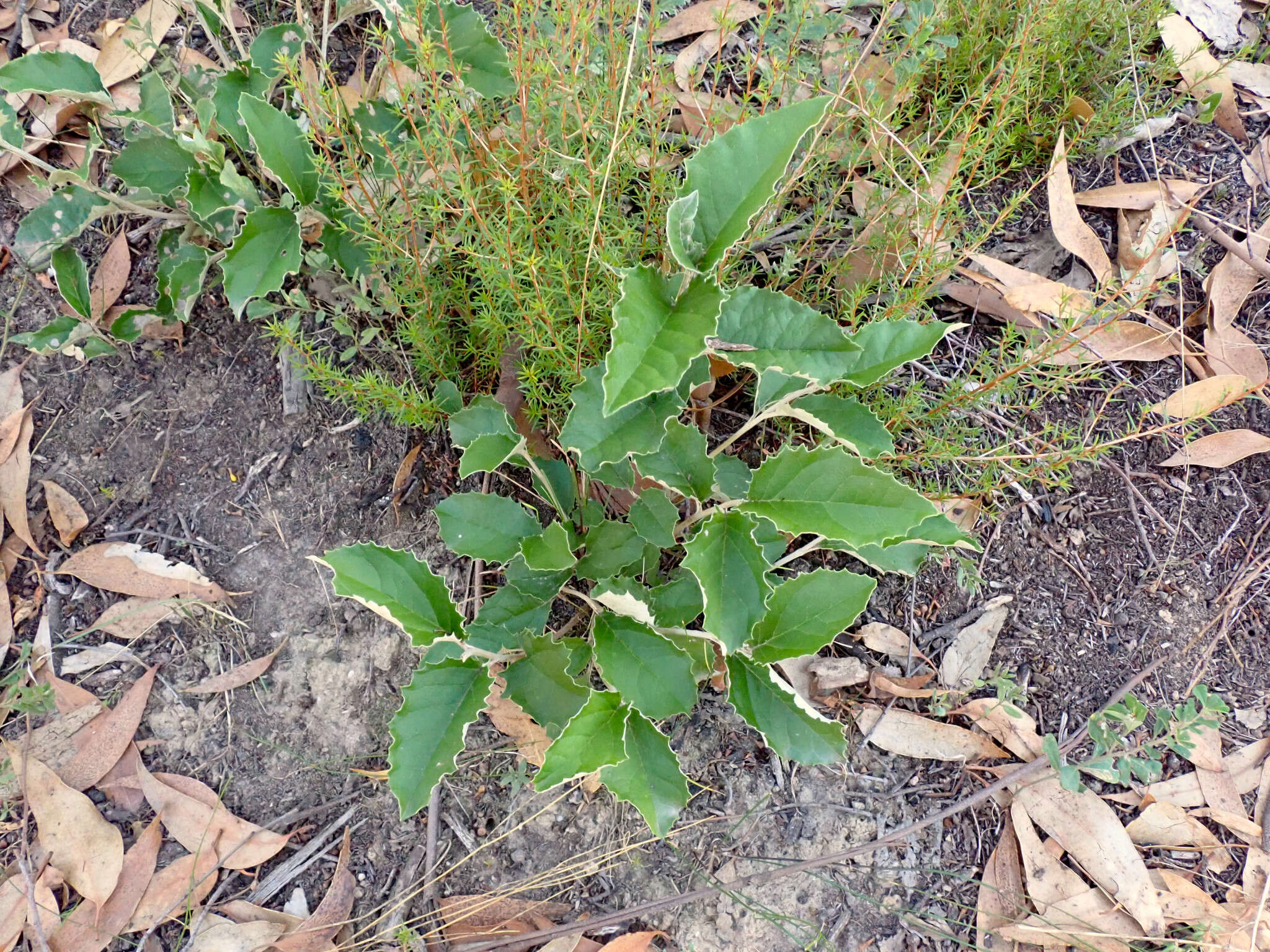 Imagem de Olearia grandiflora Hook.
