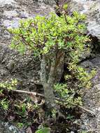 Image of Crassula sarcocaulis Eckl. & Zeyh.