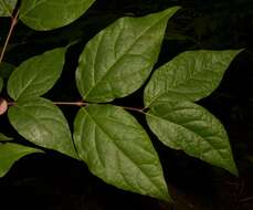 Image of eastern sweetshrub