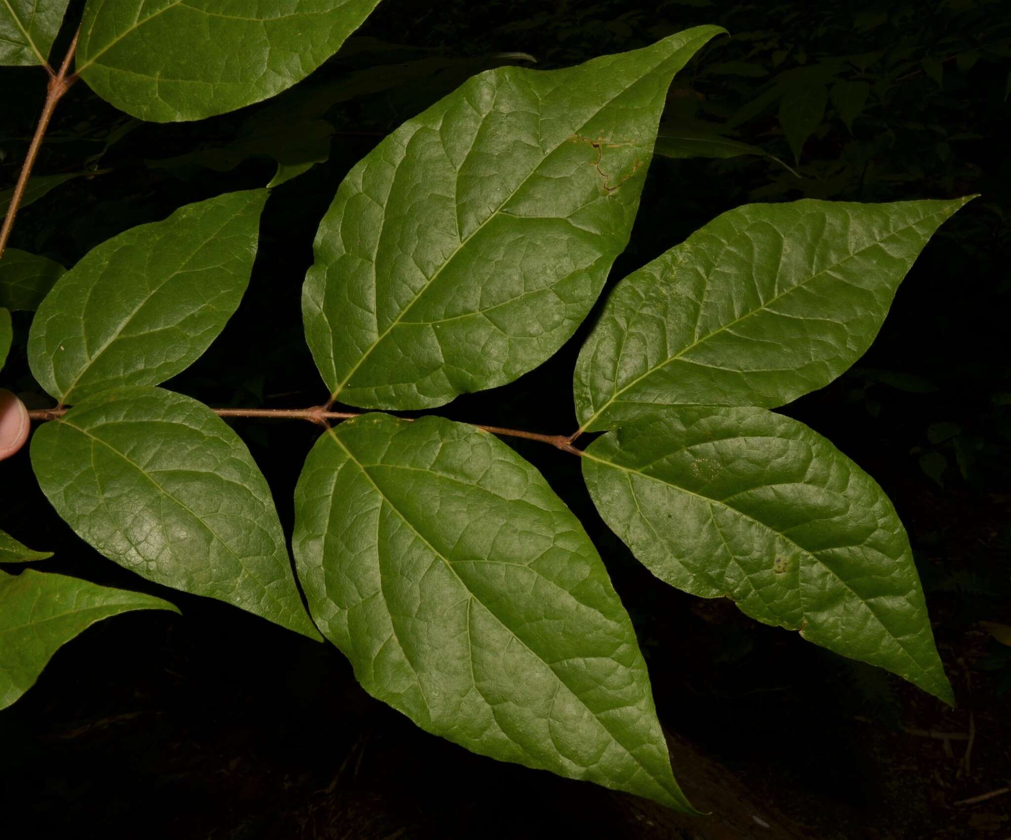 Image de Calycanthus floridus var. glaucus (Willd.) Torr. & A. Gray