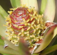 Image of Leucadendron spissifolium subsp. fragrans I. J. M. Williams