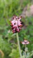 Image of Platycapnos spicata (L.) Bernh.