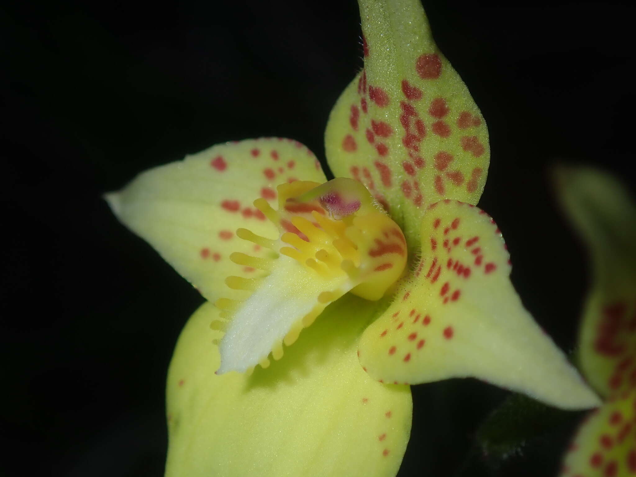 Image de Caladenia flava subsp. maculata Hopper & A. P. Br.