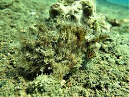 Image of Spitlure Frogfish