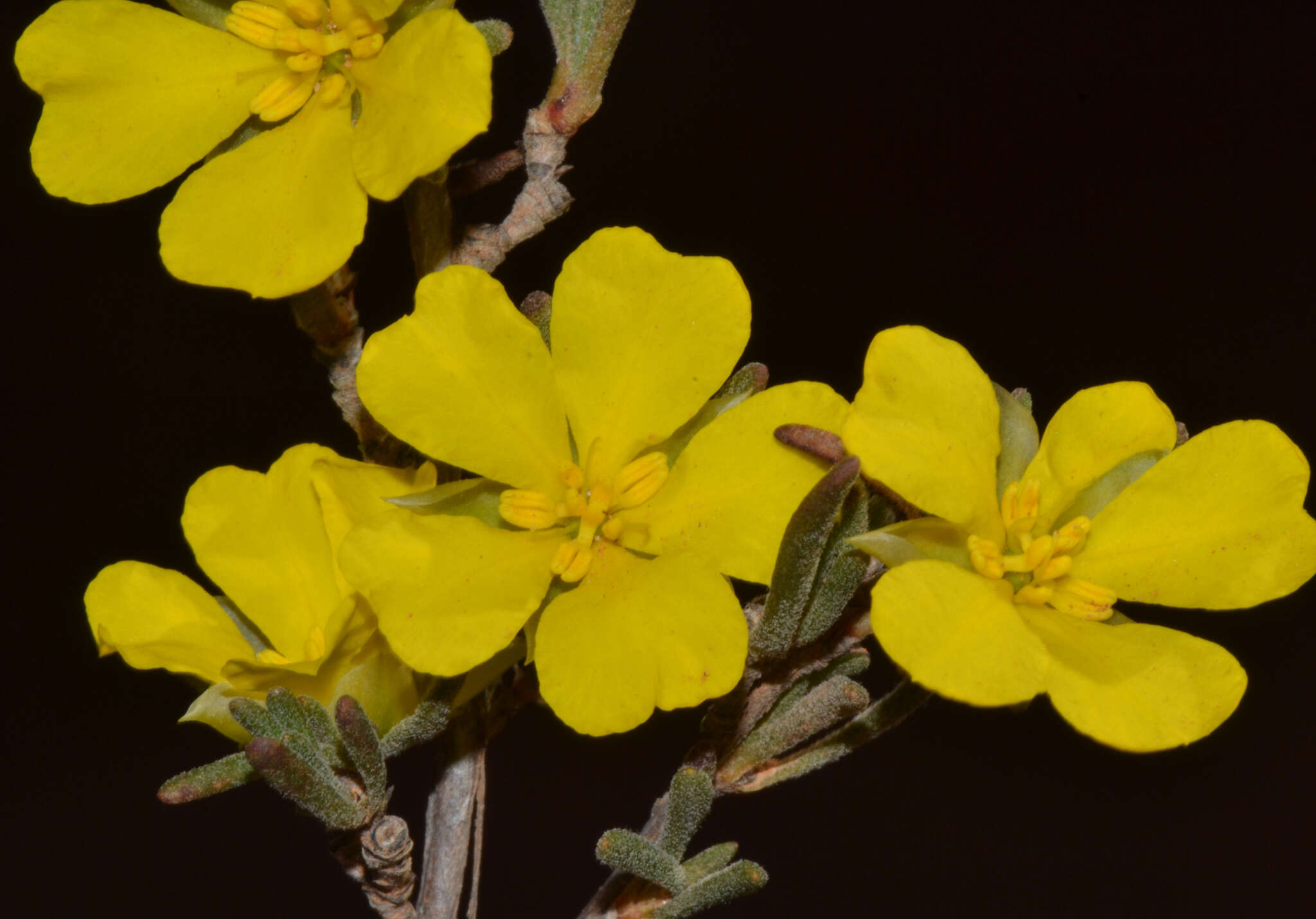 Hibbertia priceana J. R. Wheeler resmi