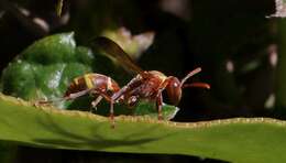 Image of Polistes badius Gerst. 1873