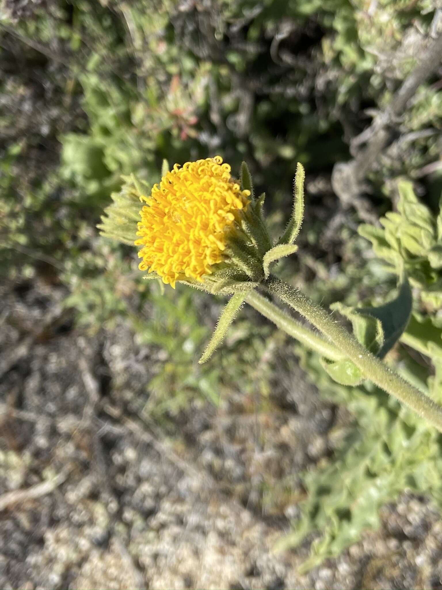 Plancia ëd Geraea viscida (A. Gray) Blake