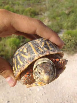 Image of Desert box turtle