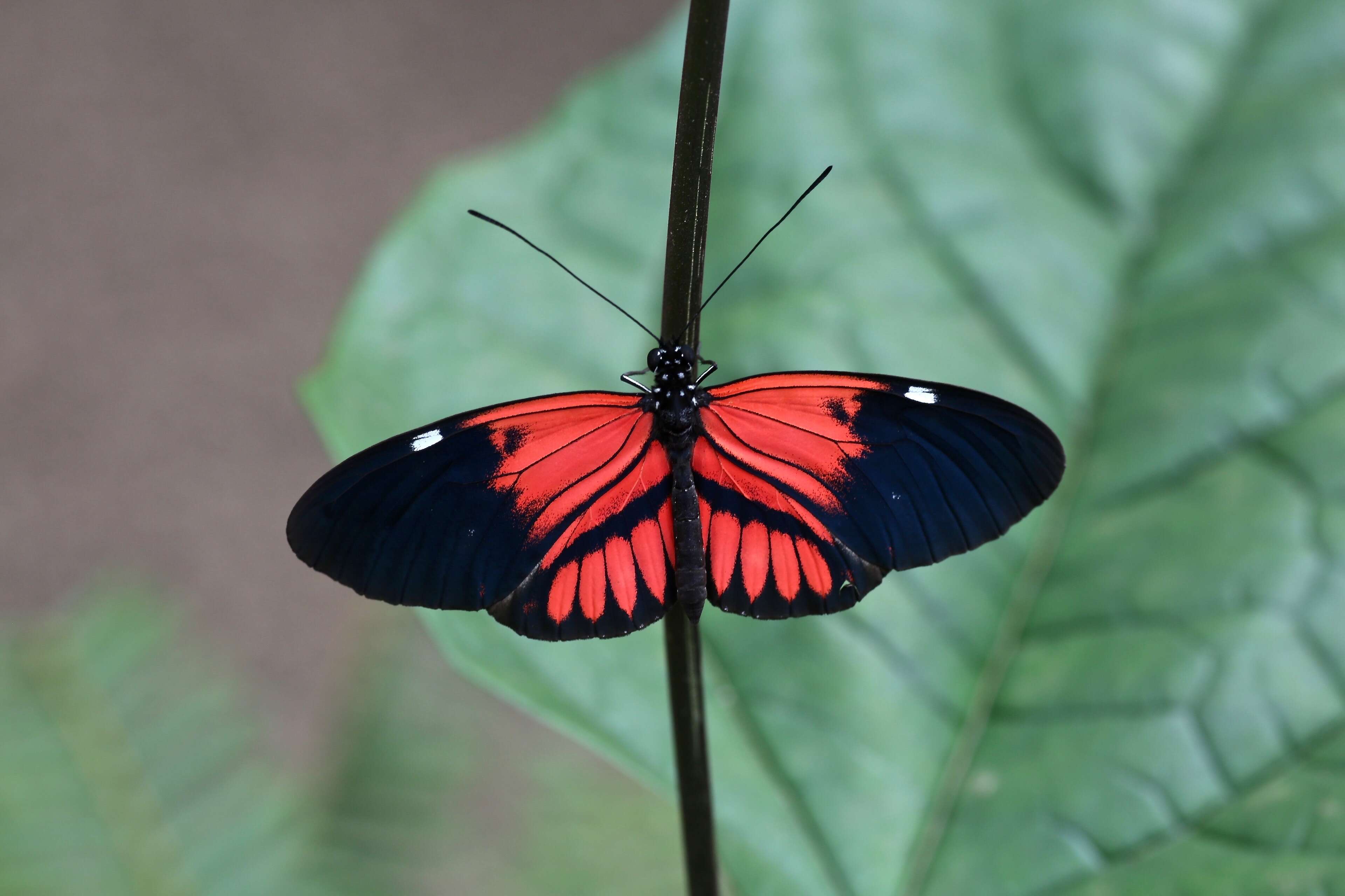 Image of Heliconius melpomene Linnaeus 1758