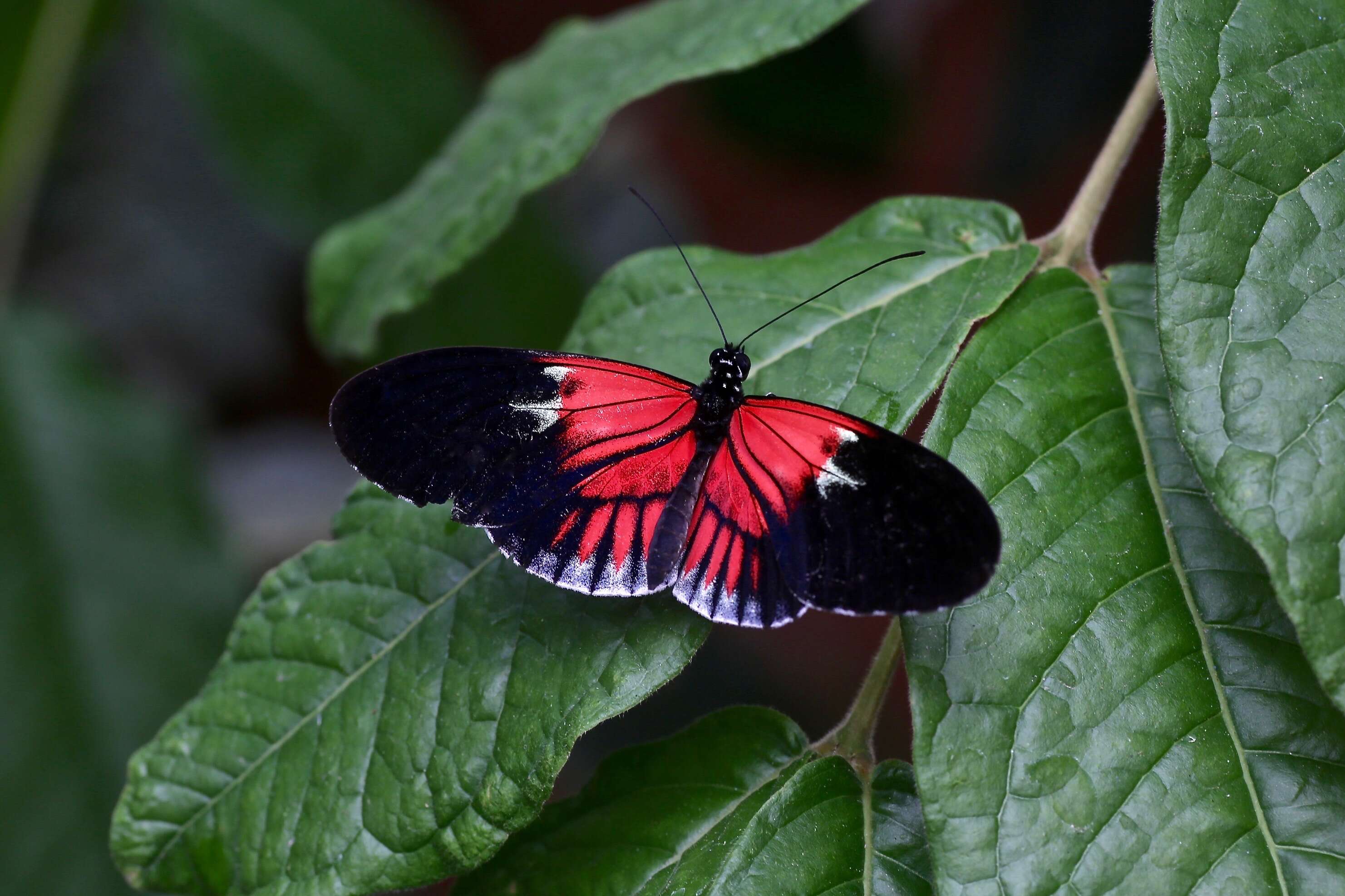 Image of Heliconius melpomene Linnaeus 1758