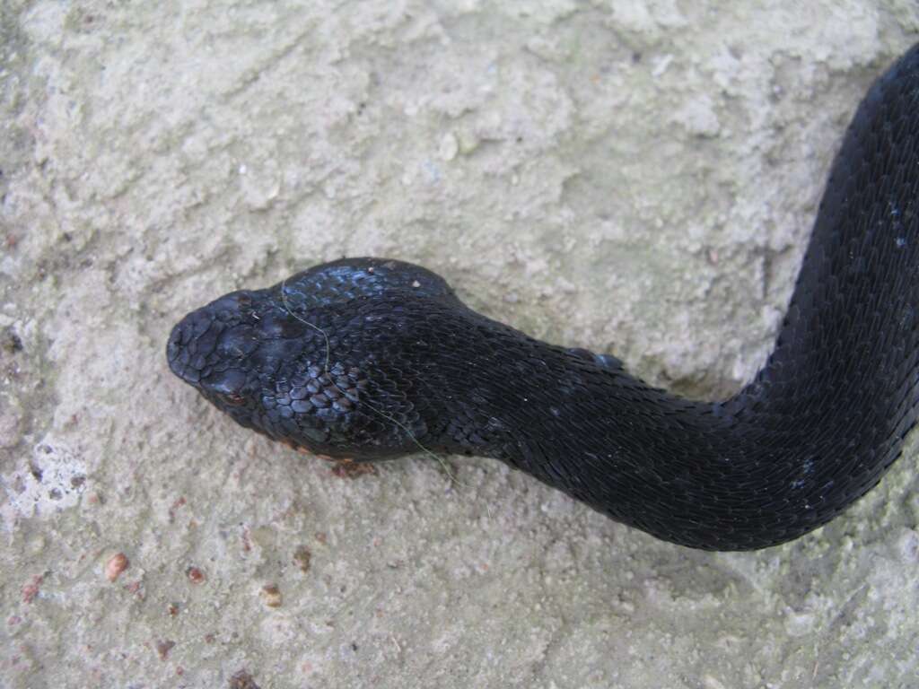 Image of Caucasian (Caucasus) Viper