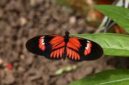 Image of Heliconius melpomene Linnaeus 1758