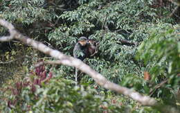 Image of Douc Langurs