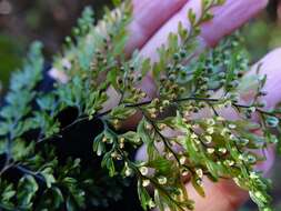 Image of Hymenophyllum sanguinolentum (G. Forst.) Sw.