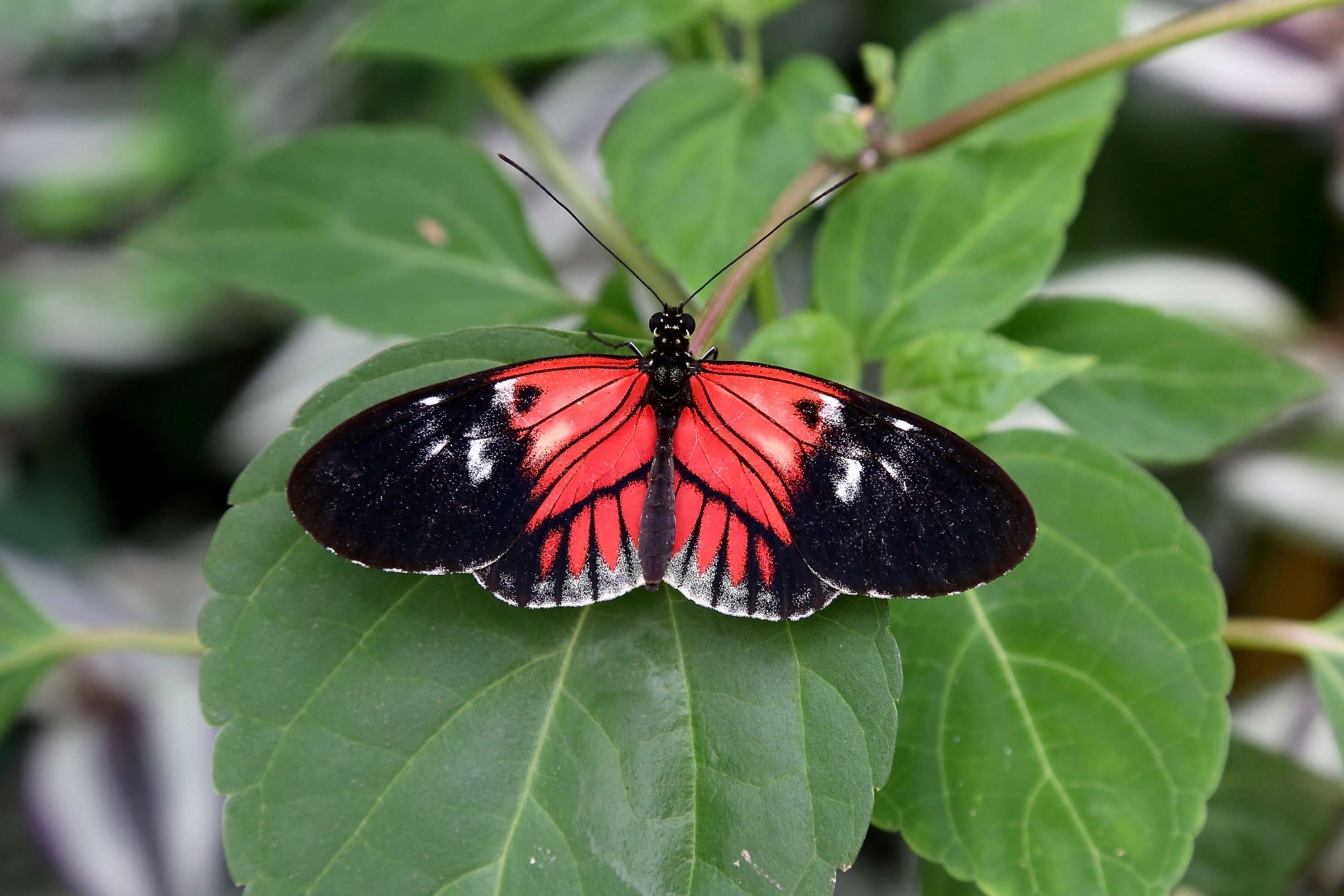 Image of Heliconius melpomene Linnaeus 1758