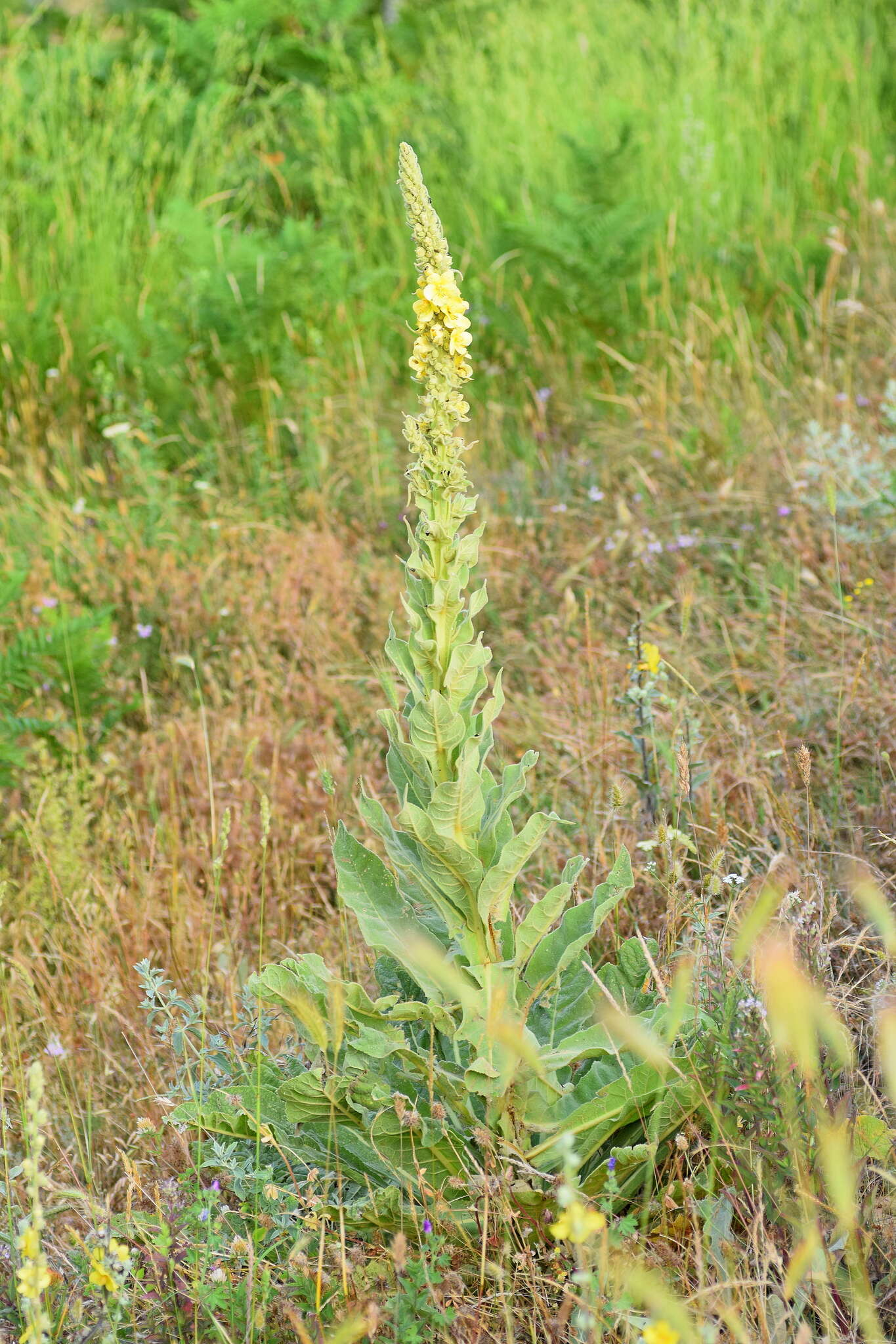 Image of denseflower mullein