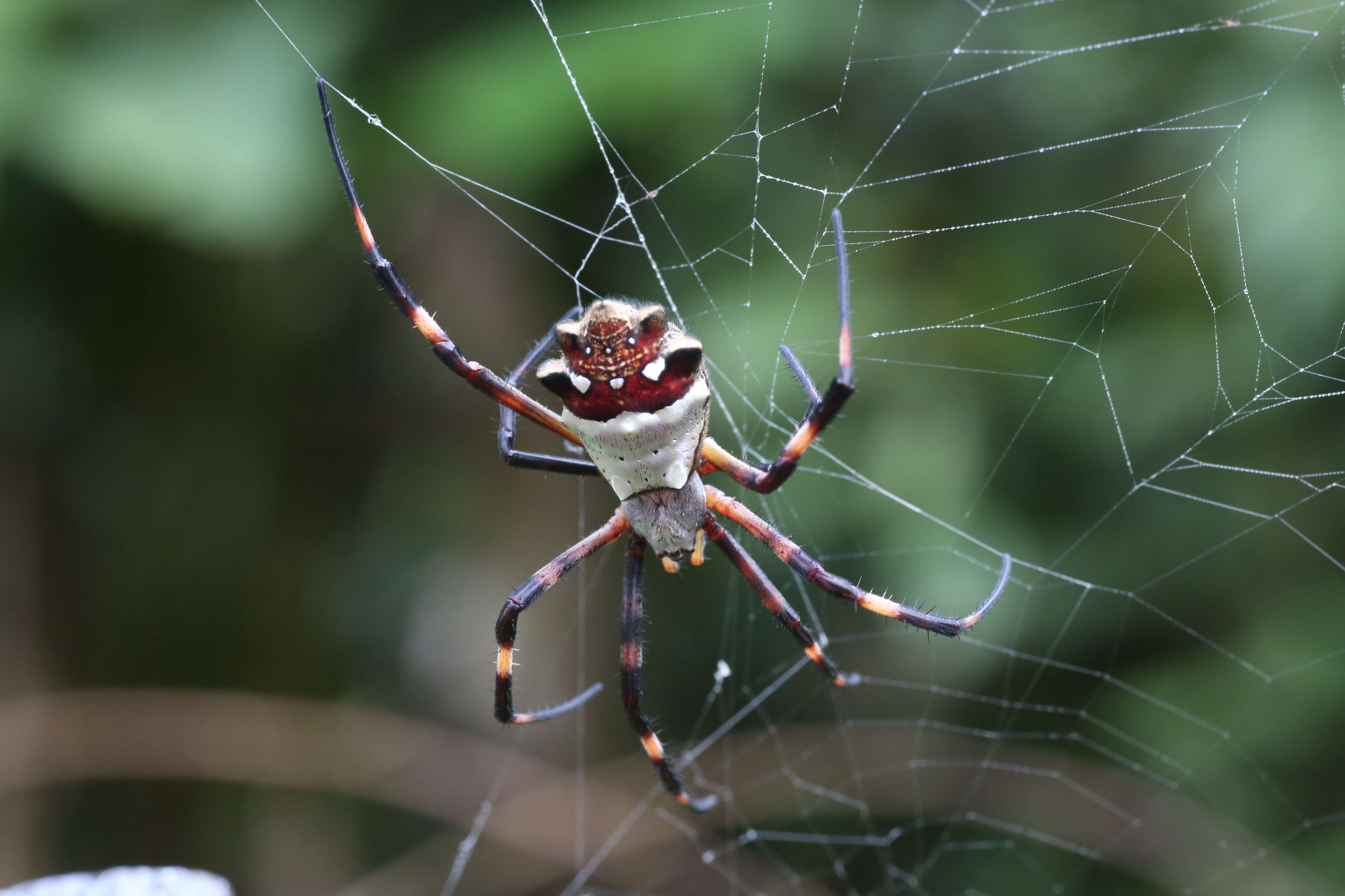 Image of Silver Argiope