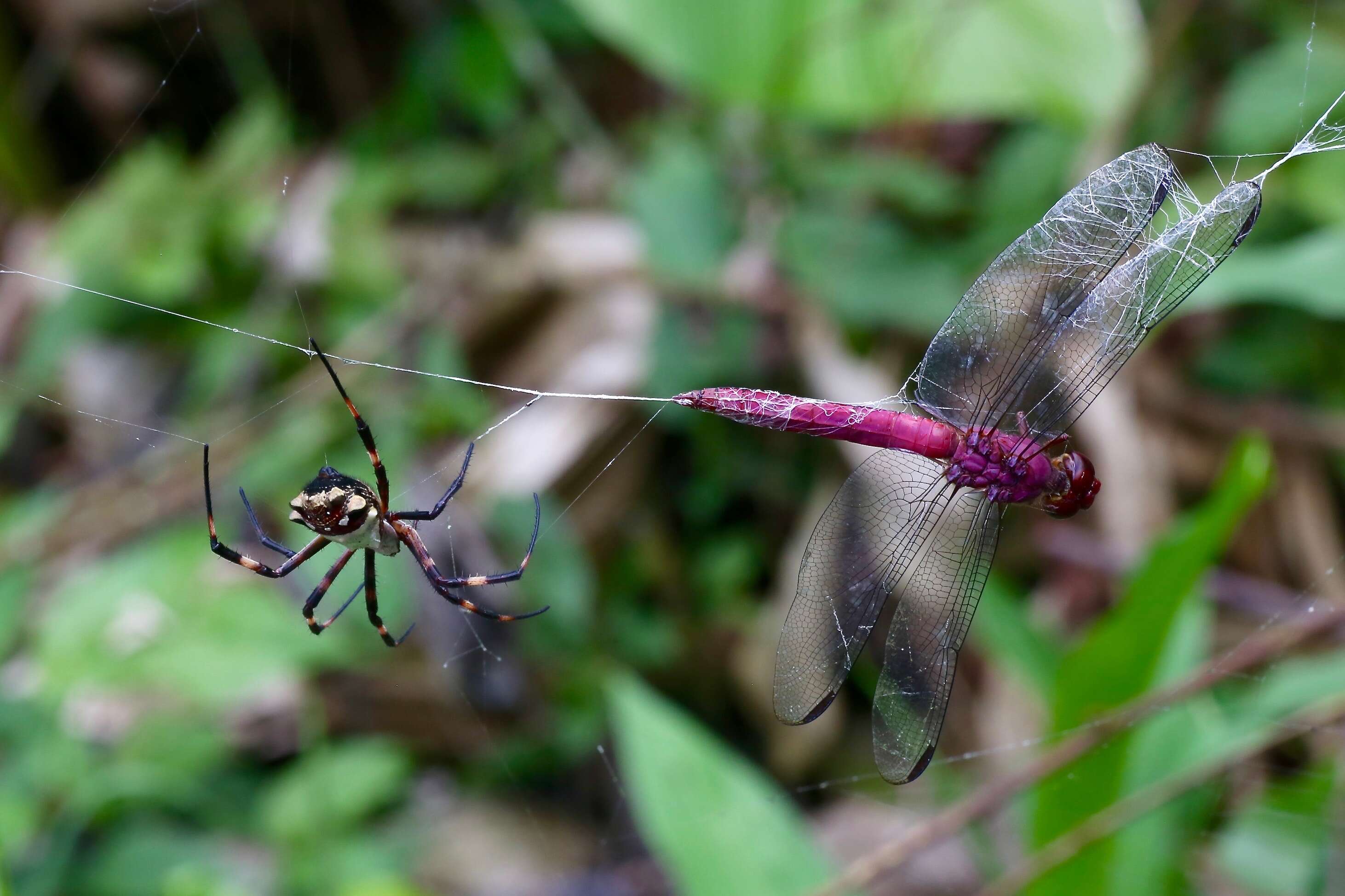 Image of Silver Argiope