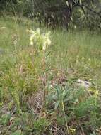 صورة Onosma tricerosperma Lag.