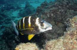 Image of Banded seabream
