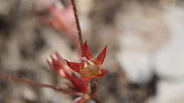 Plancia ëd Androsace elongata subsp. acuta (Greene) G. T. Robbins