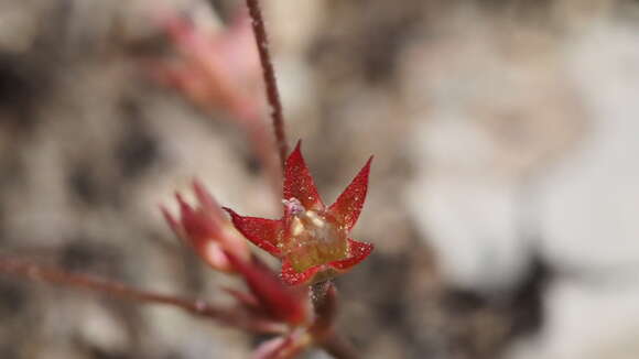 صورة Androsace elongata L.