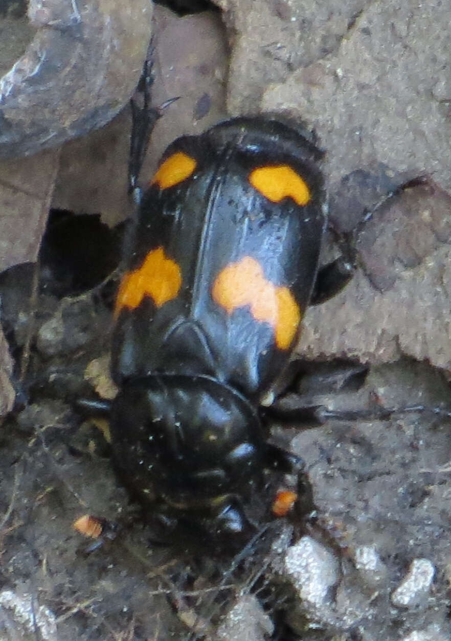 Nicrophorus (Nicrophorus) orbicollis (Say 1825) resmi