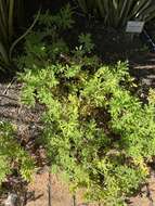 Image of sweet scented geranium