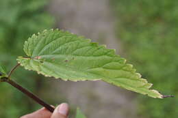 Image of Urtica dioica subsp. pubescens (Ledeb.) Domin