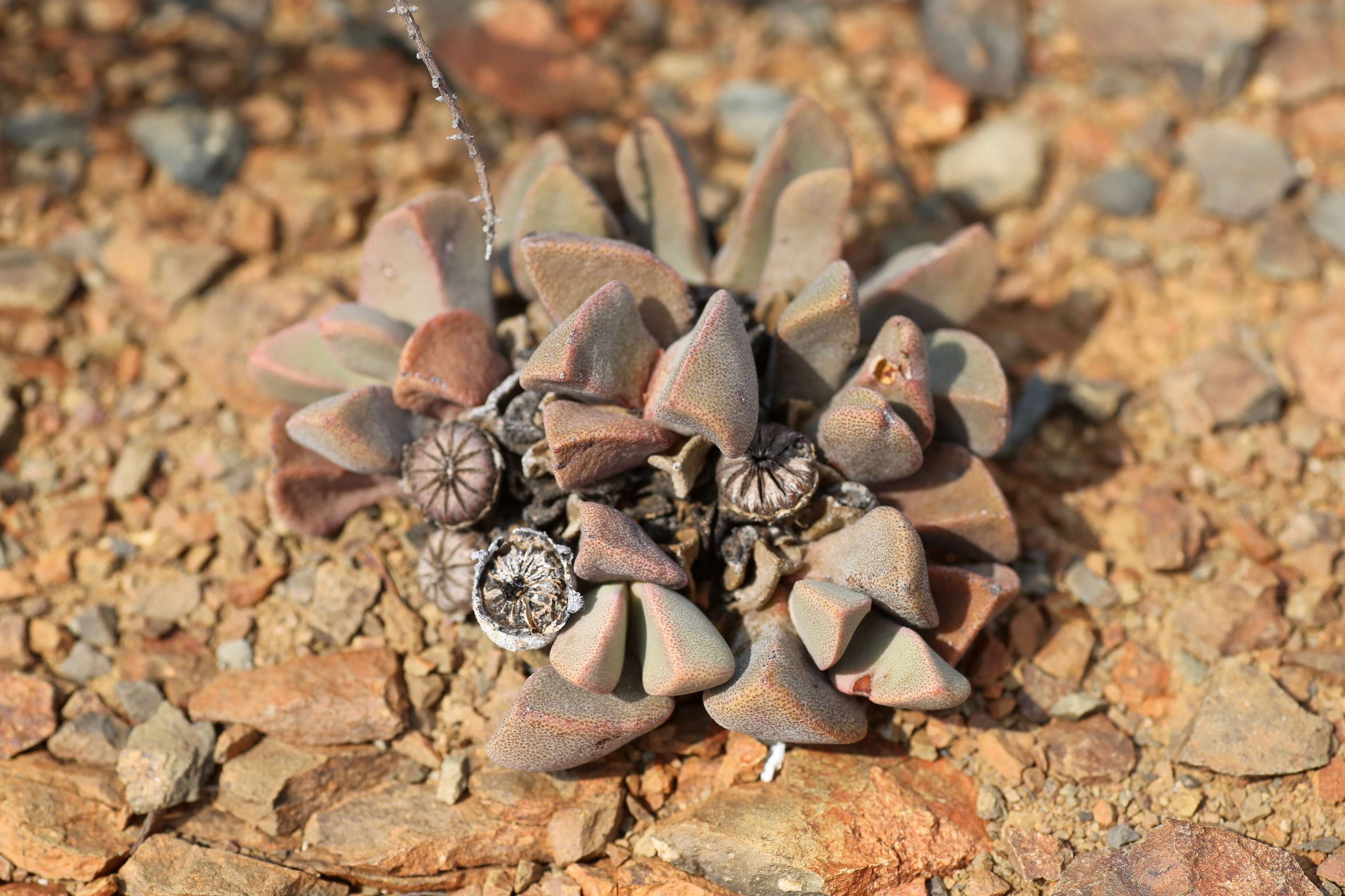 Plancia ëd Pleiospilos bolusii (Hook. fil.) N. E. Br.