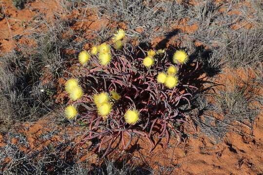 Imagem de Conicosia pugioniformis (L.) N. E. Br.