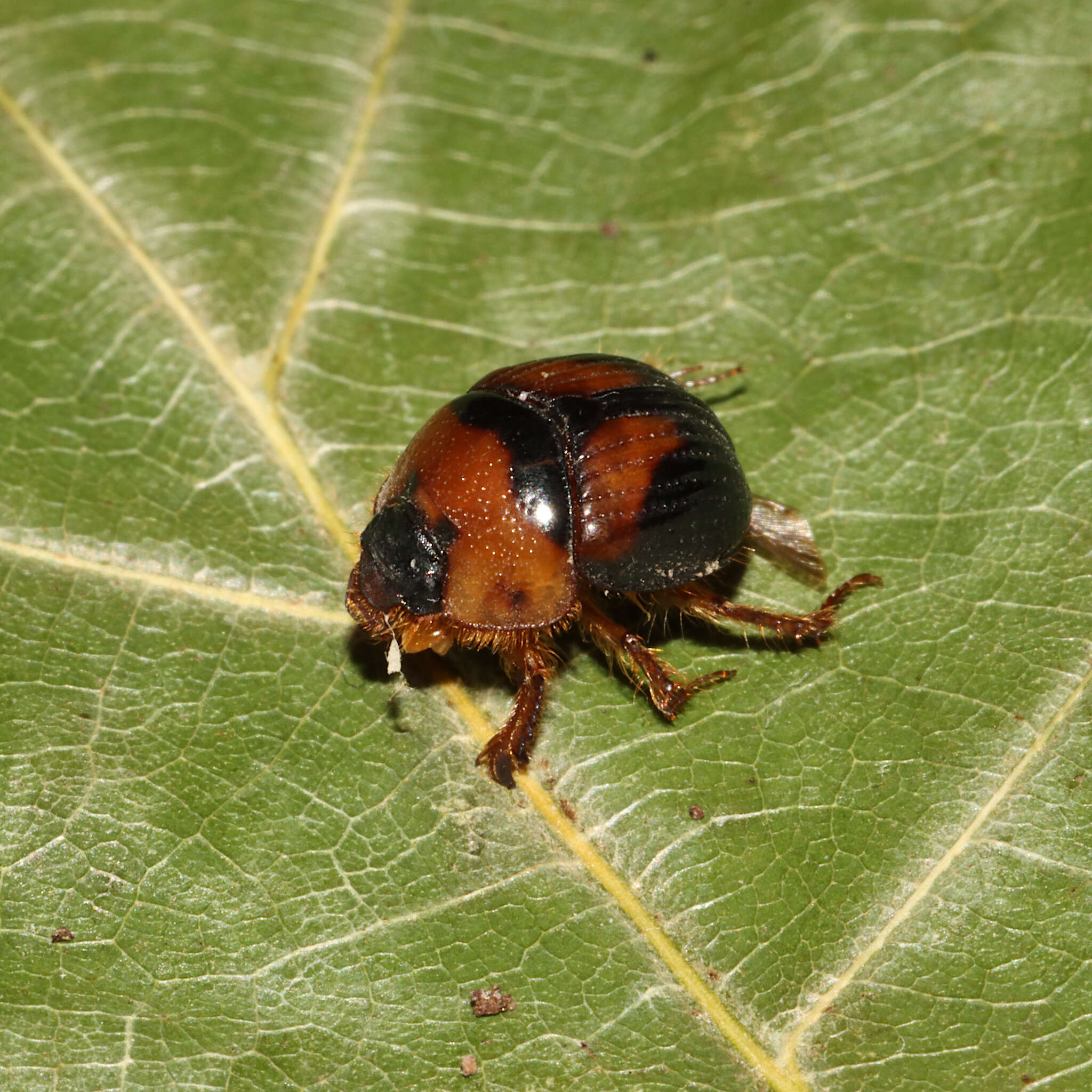 Image of Bolbocerosoma lepidissimum Brown 1928