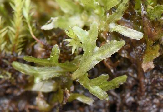 Image of Symphyogyna podophylla (Thunb.) Nees & Mont.