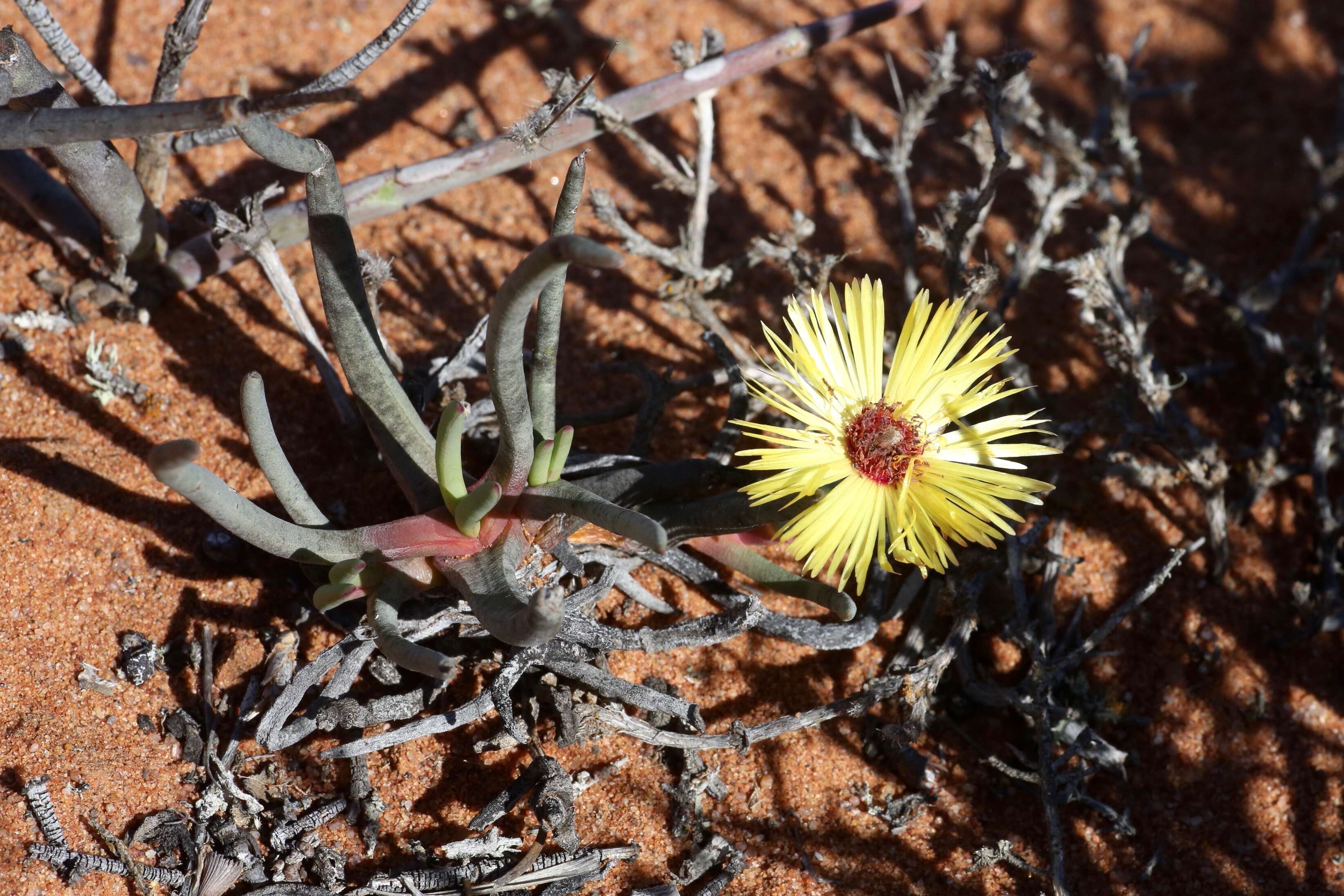 Image of Cephalophyllum pillansii L. Bol.