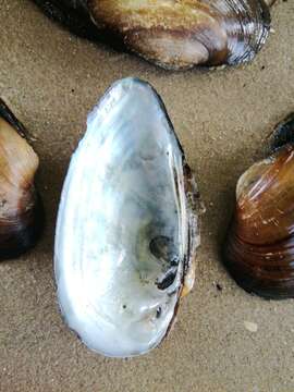 Image of Swollen River Mussel