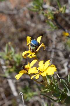 Image of Scelophysa