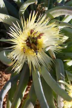 Imagem de Conicosia elongata (Haw.) Schwant.