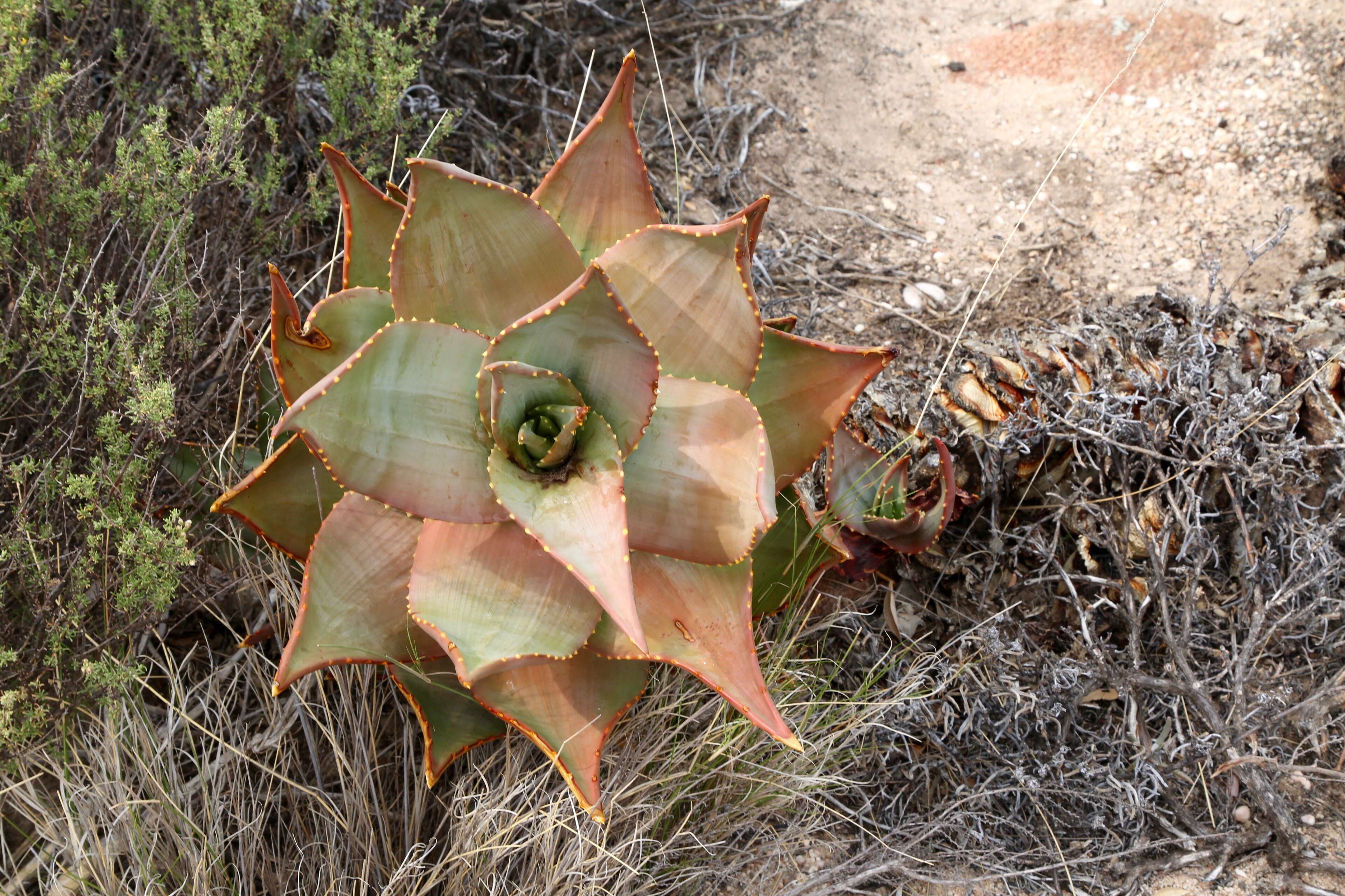 Слика од Aloe perfoliata L.