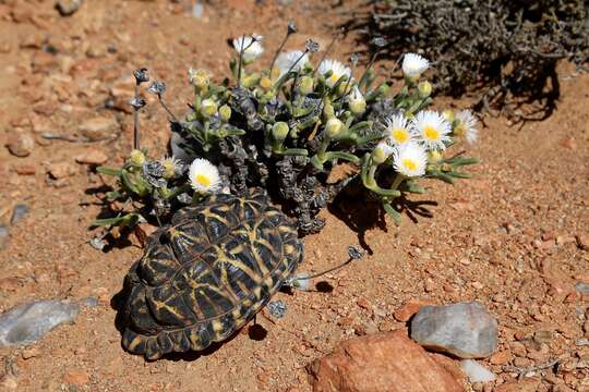 Image of Tent tortoise