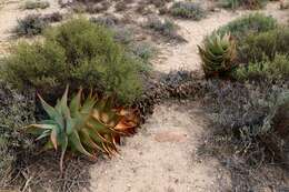 Слика од Aloe perfoliata L.