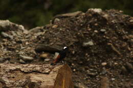 Image of White-capped Redstart