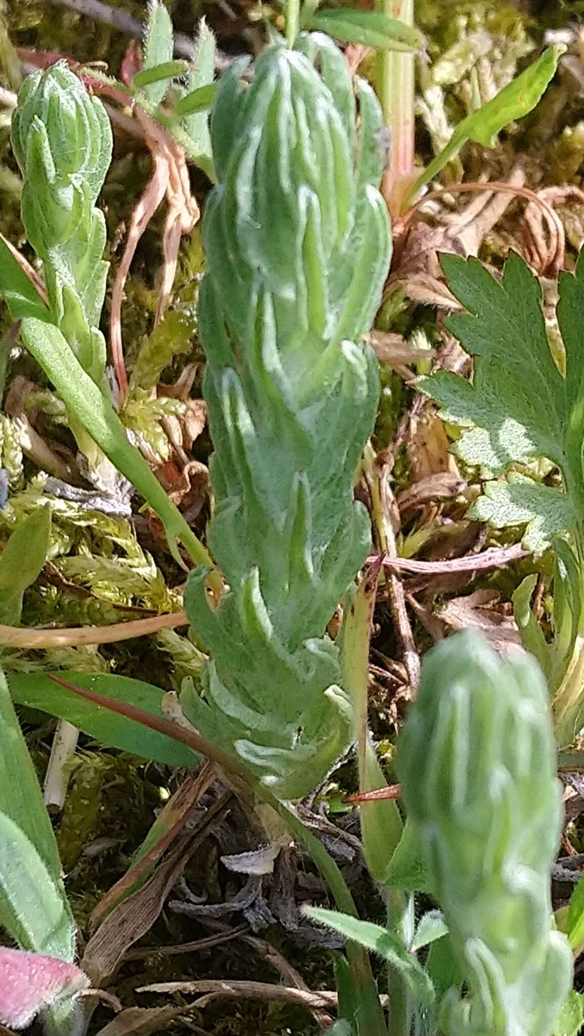 Image of common cottonrose