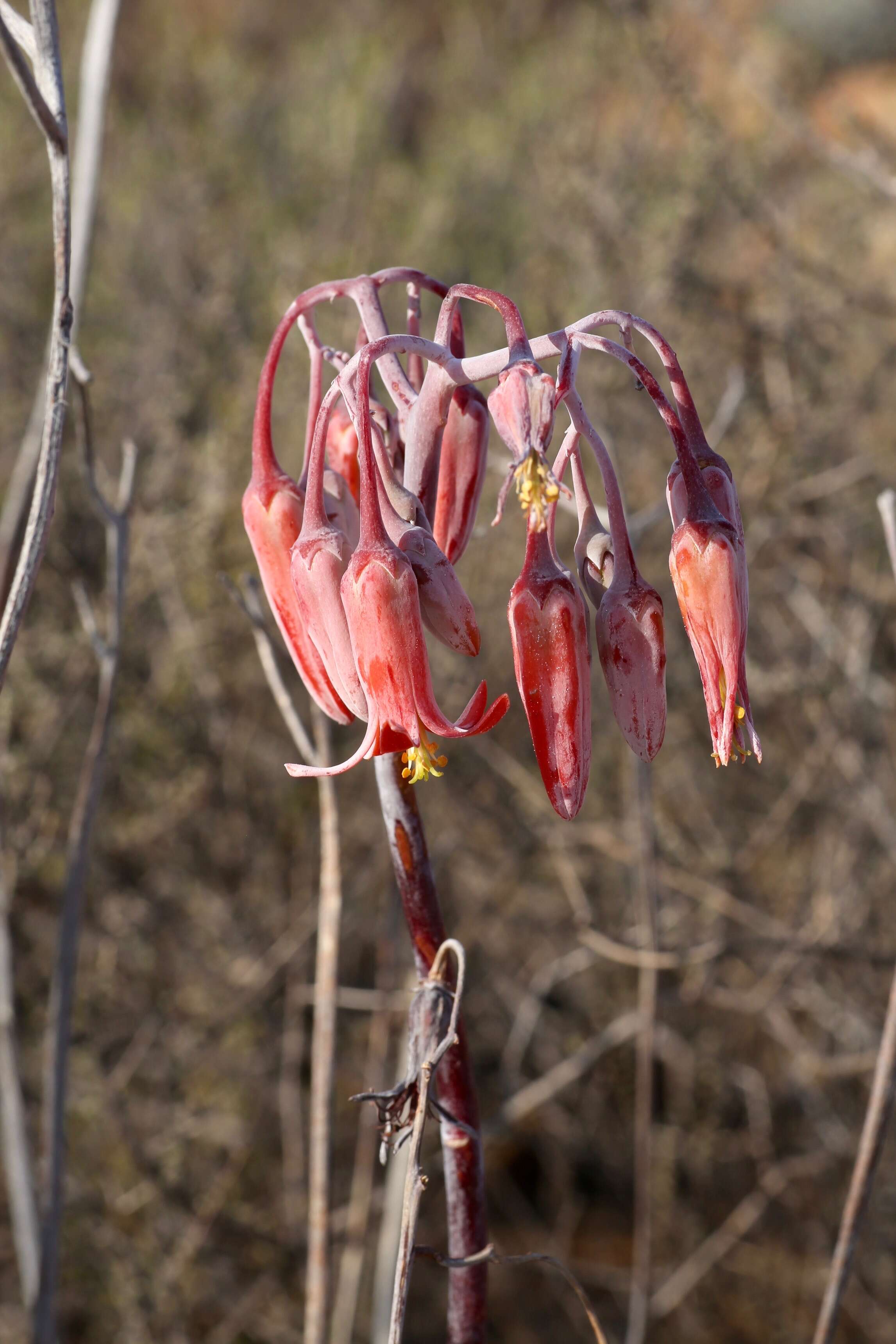 Image of pig's ear