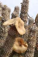 Image de Ceropegia gordonii (Masson) Bruyns