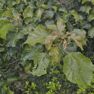 Image of Mulberry leaf