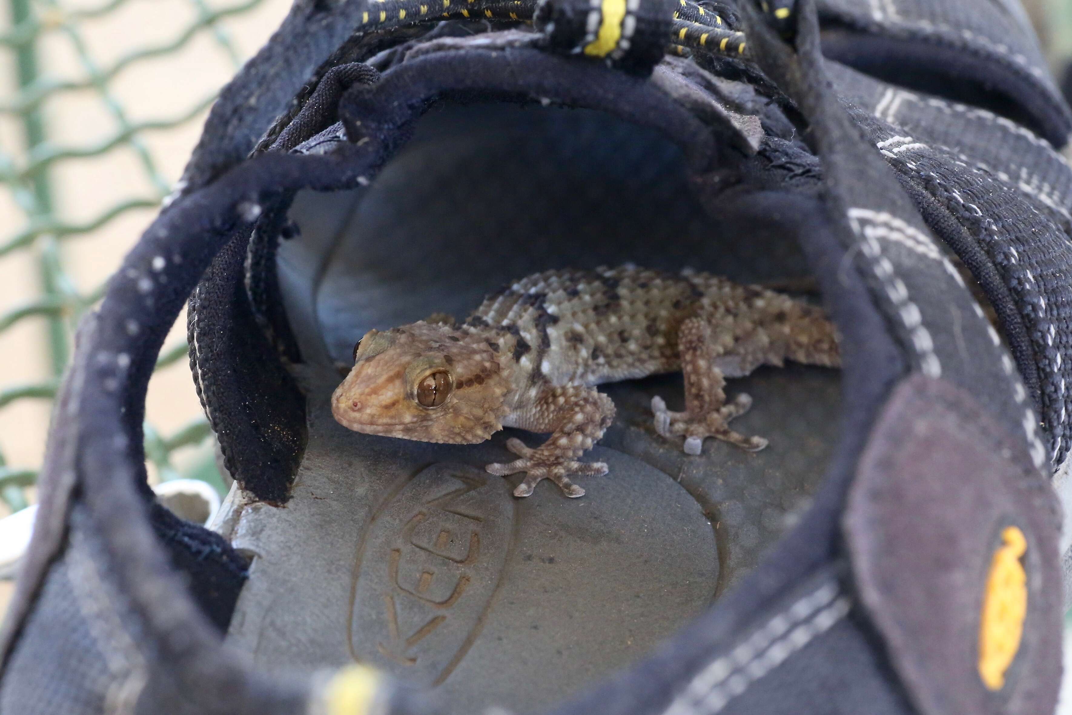 Image of Turner's thick-toed gecko