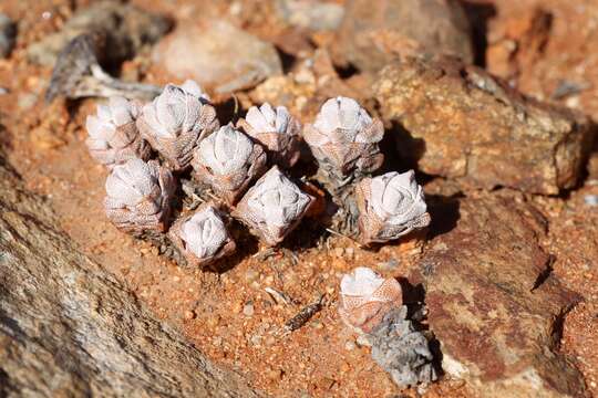 Image of Crassula deceptor Schönl. & Baker fil.