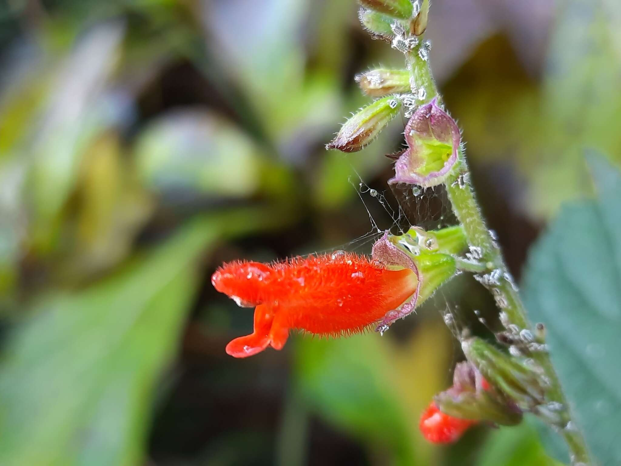 Image of Salvia melissiflora Benth.