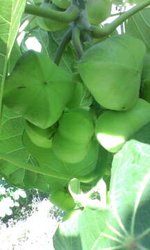 Image of Jatropha peltata Sessé