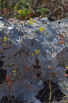 Image of Bupleurum gracile D' Urv.